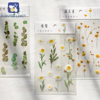 Daronun Deco Sticker Gypsophila Thẩm Mỹ Daisy Iris Hoa Hoa Lá Miếng Dán PET Daisy Sticker