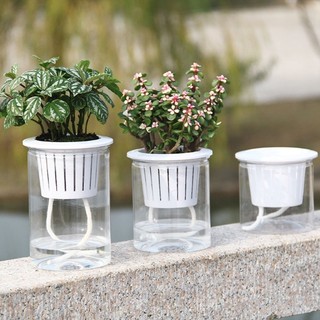 Chậu Trồng Cây Trong Suốt Tự Tưới Nước Tiện Lợi