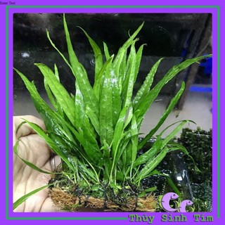 Dương Xỉ Lá Hẹp - Cây Thủy Sinh