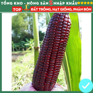  Hạt Giống Ngô Tím Nữ Hoàng Nhập Khẩu - Gói 30 Hạt - Dễ Trồng Dễ Chăm Sóc Dễ Thu Hoạch Tỷ Lệ Nảy Mầm Cao 