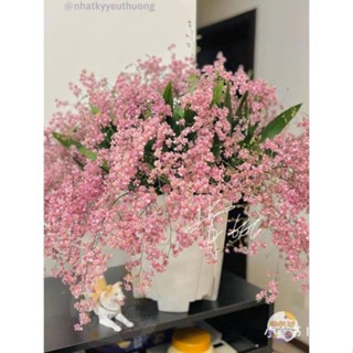 Hoa Lan vũ nữ Hồng lâu mộng hồng (1 khóm)