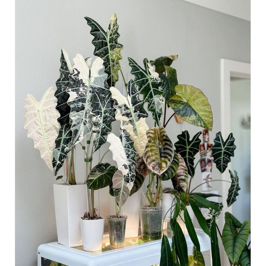 [HIẾM] Alocasia Polly var Pinkie - Môn quan âm var hồng - Cây giống hàng sưu tầm siêu hiếm _ chuẩn g