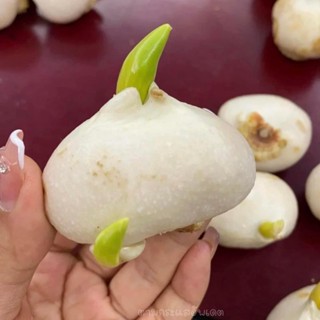Củ hoa tulip (tuylip) Hà Lan, màu sắc phong phú dễ trồng với đất hoặc nước, ra hoa sau 30-35 ngày  _Củ giống Thúy Hoa