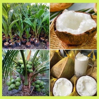  Cây giống dừa sáp dừa đặc ruột dừa kem. 