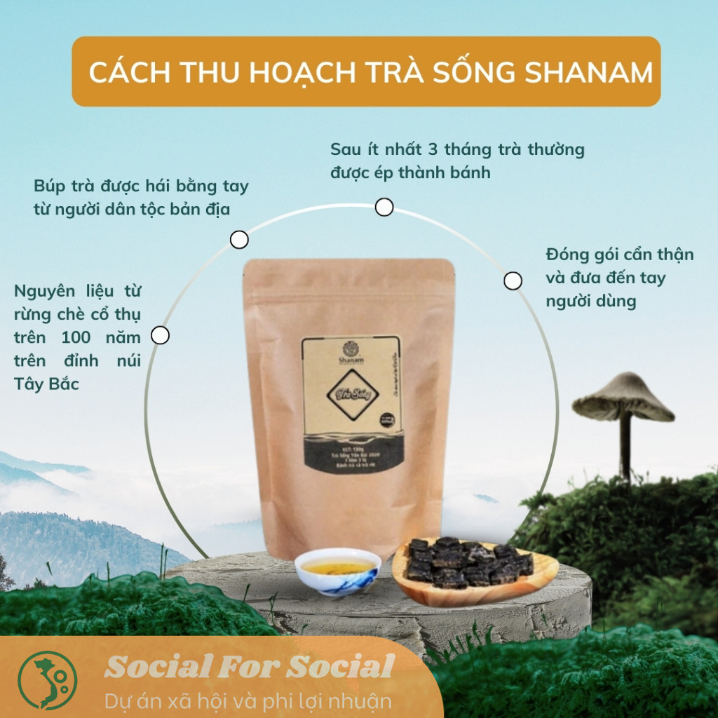 TRÀ VÀNG - TÚI MIX TRÀ SỐNG YÊN BÁI 1T-3L 150G