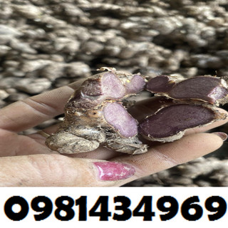 Gừng Đen Chuẩn Rừng 01KG (Loại Nhạt) Chuẩn Mới