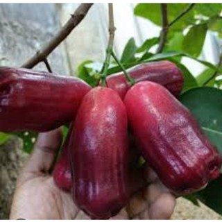  Cây giống mận piokino trái to siêu ngọt 