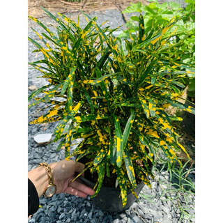 🍀🍀🍀 Chậu nhựa mềm vàng bạc lá nhuyễn chậu lớn nhiều thân siêu xinh