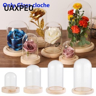 UAXPEO Lọ Hoa Thủy Tinh Trong Suốt Kèm Đế Gỗ Dùng Trang Trí Nhà Cửa