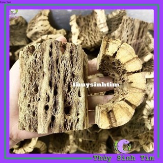 Lũa Teddy Bear Cholla Cho Tép Cảnh (Cắt khúc)