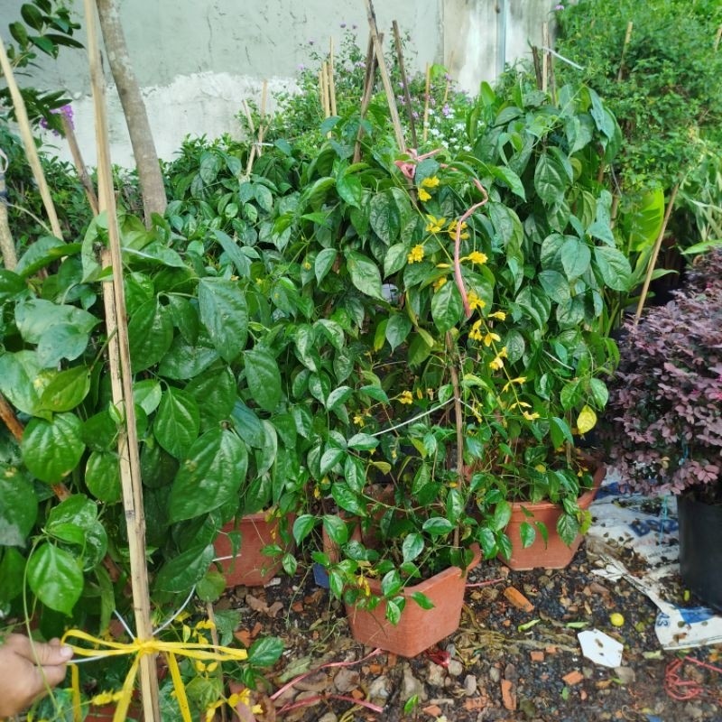 Chậu Lan Hoàng Dương ( lớn)