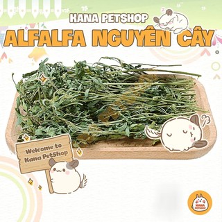 Alfalfa Cao Cấp Nguyên Cành 🐹FREESHIP🐹 Cỏ Alfalfa Nguyên Cây Thức Ăn Cho Thỏ, Bọ, Chinchillas ...
