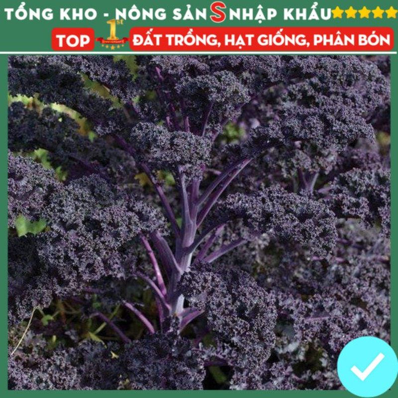 Gói 350 Hạt - Hạt giống Kale Scarlet F1 - Kale Tím nhập khẩu Mỹ nảy mầm 100% - Dễ Trồng Dễ Chăm Sóc 