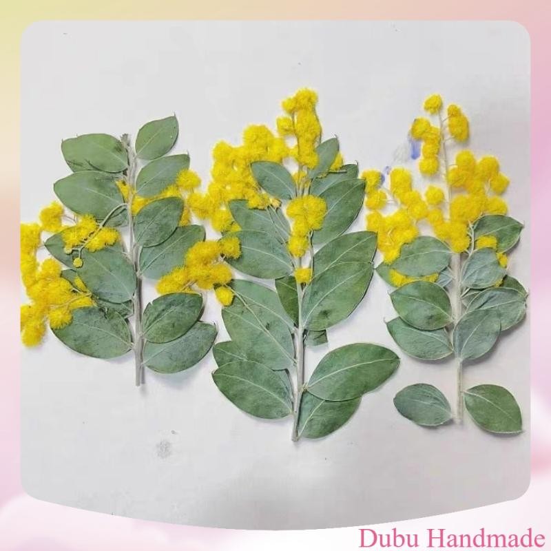 Set Mimosa size to ép khô nguyên cành handmade làm resin, DIY  khung tranh, epoxy (Pressed flowers, 