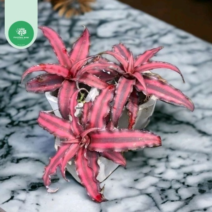 Dứa tiểu phụng đỏ size lớn