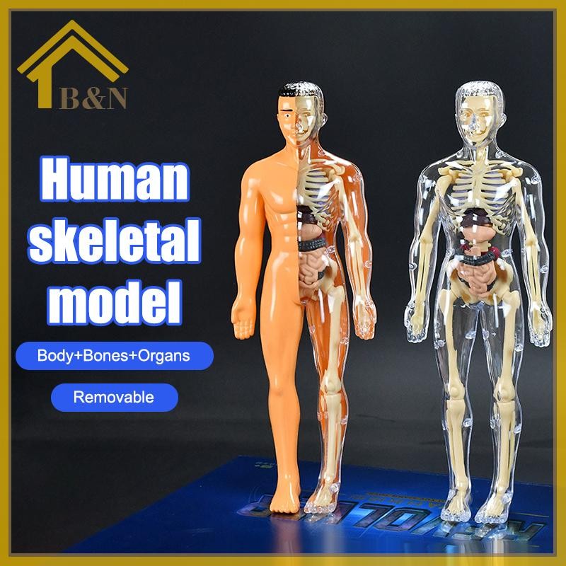 HER 3D Human Skeleton Organ Anatomy Bộ mô hình khoa học Bộ mô hình giáo dục cơ thể trẻ em Mô hình có