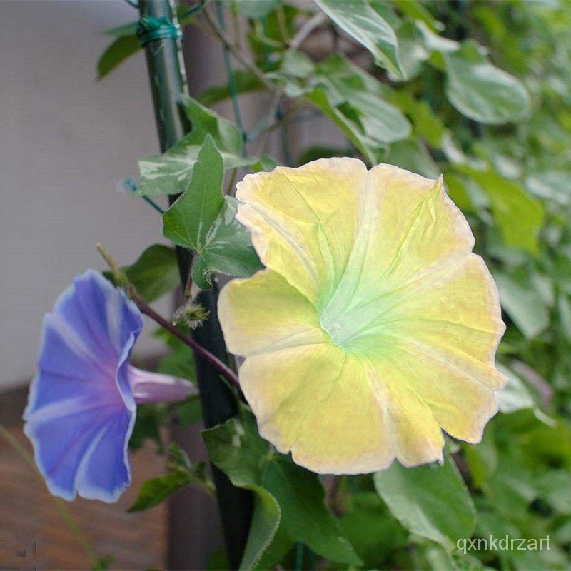 【VN Stock】HạT GiốNg CâY Leo Morning Glory, CâY Leo VườN, HạT GiốNg Morning Glory, CâY Leo SâN VườN, 