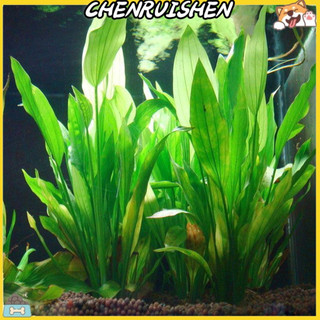 CHENRUISEN Cây giả sống động trang trí cho bể cá