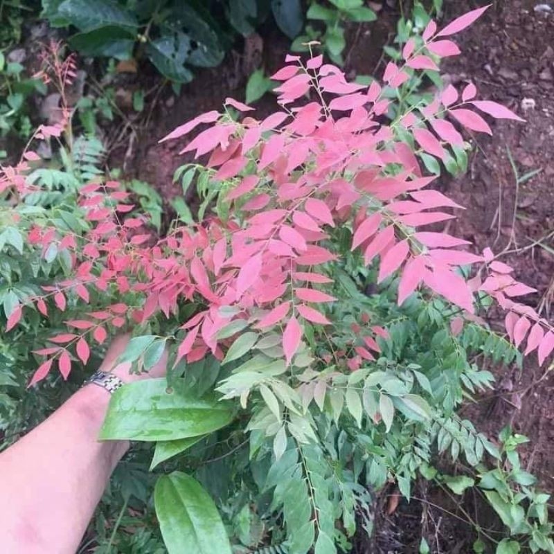 Cây giống khế rừng - rau rừng