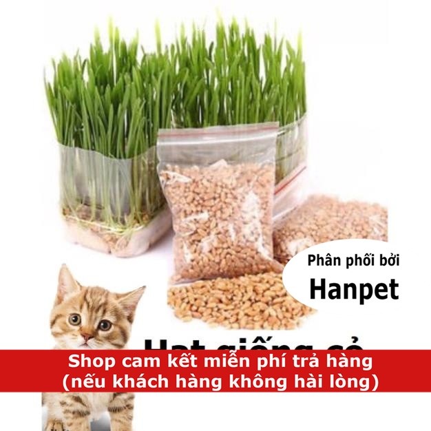 Hạt giống cỏ mèo cao cấp 100gr