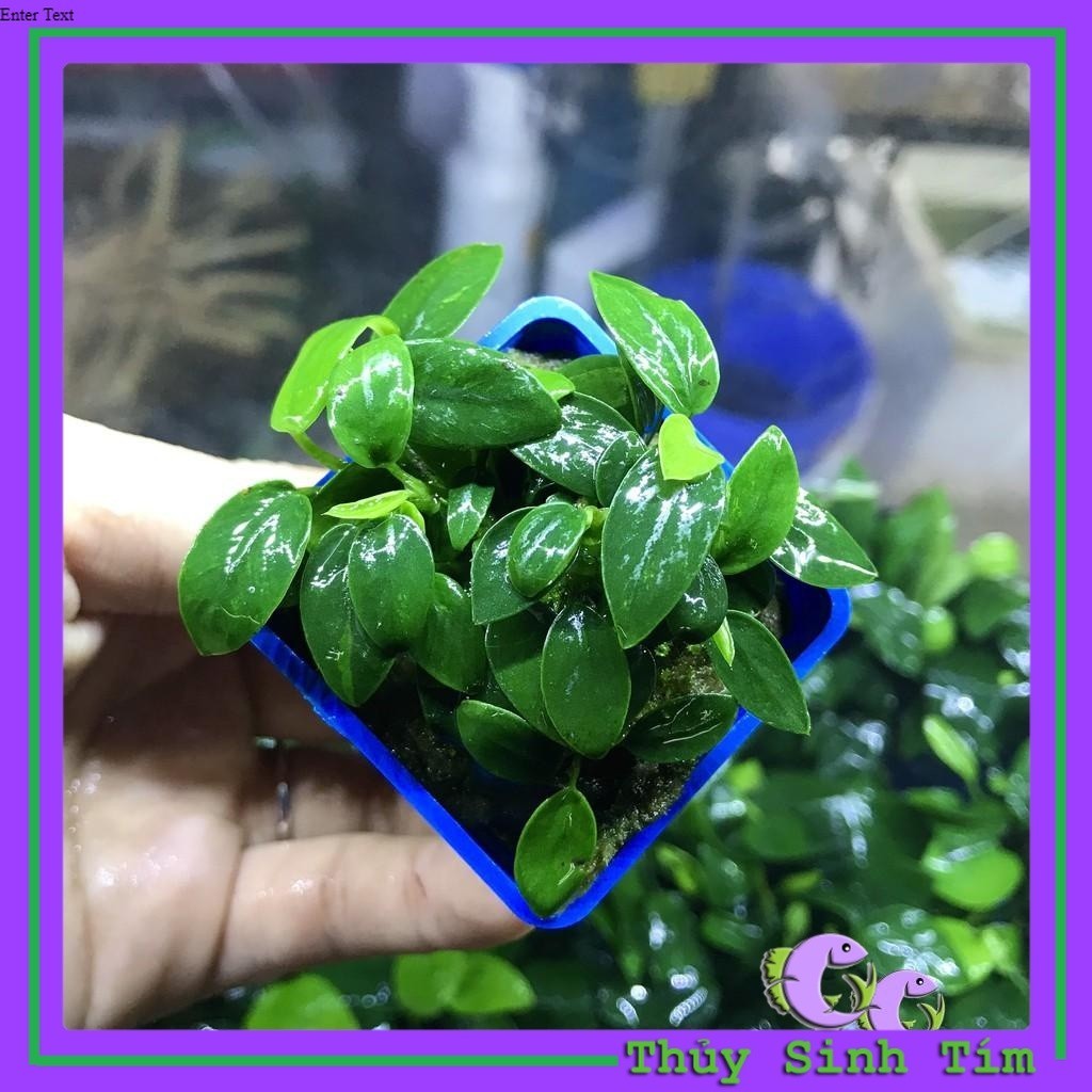Ráy Nana Tàu [Cây Thủy Sinh Gắn Giá Thể]