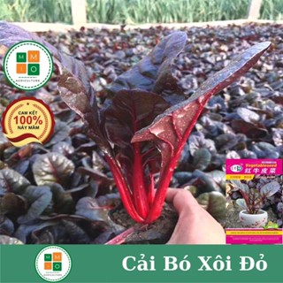 Hạt giống rau cải bó xôi đỏ - h2t farm