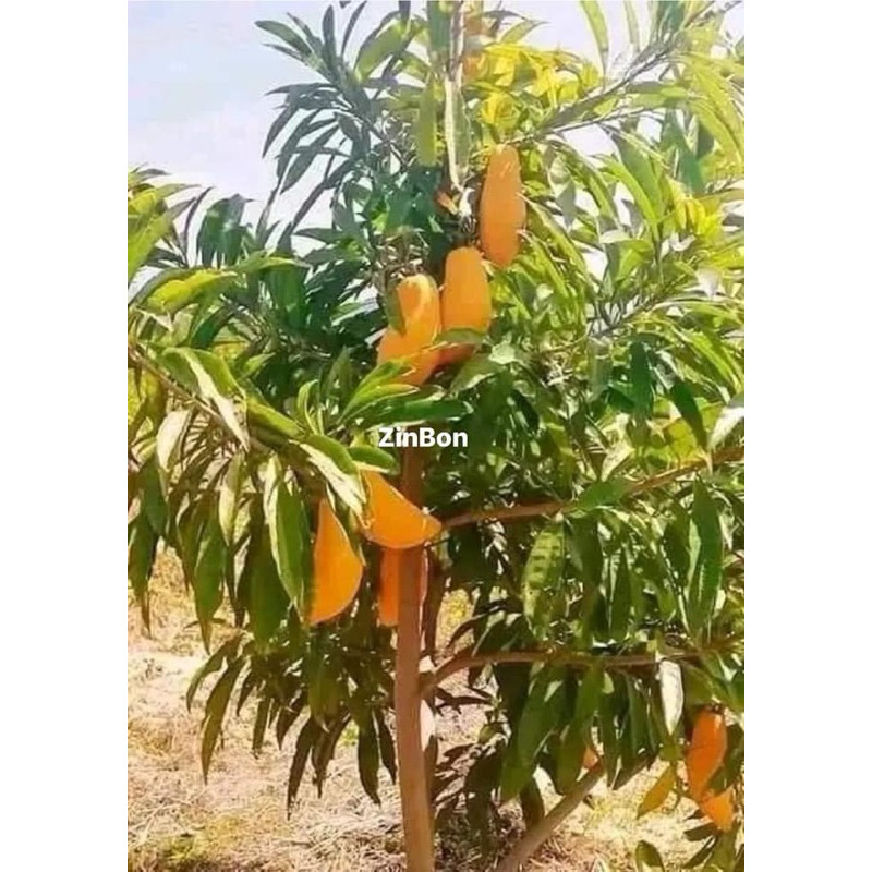 Giống cây lekima thái trái to không hạt  chuẩn giống