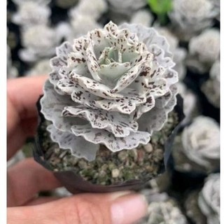 Hạt giống sen đá hồng trứng cút độc lạ chịu nhiệt tốt - sen đá minh sang