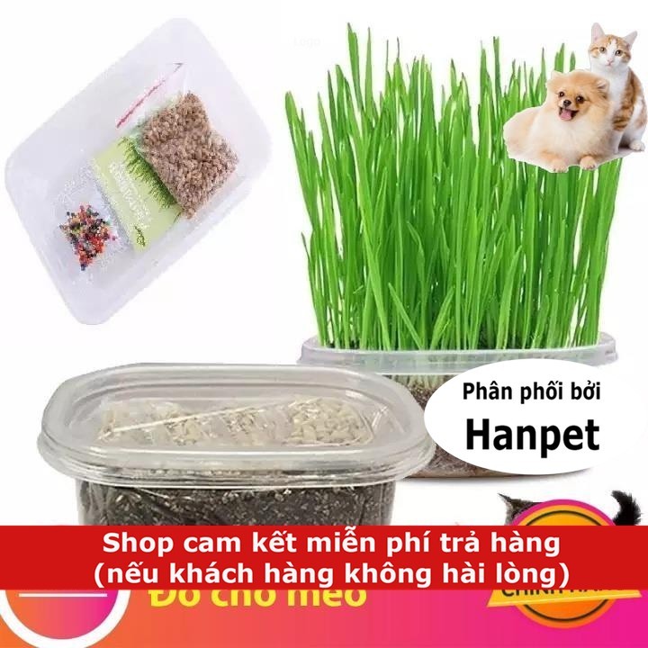 HN-SP1191 - Cỏ trồng cho mèo combo (hanpet 4711582) cobo hộp cỏ mèo