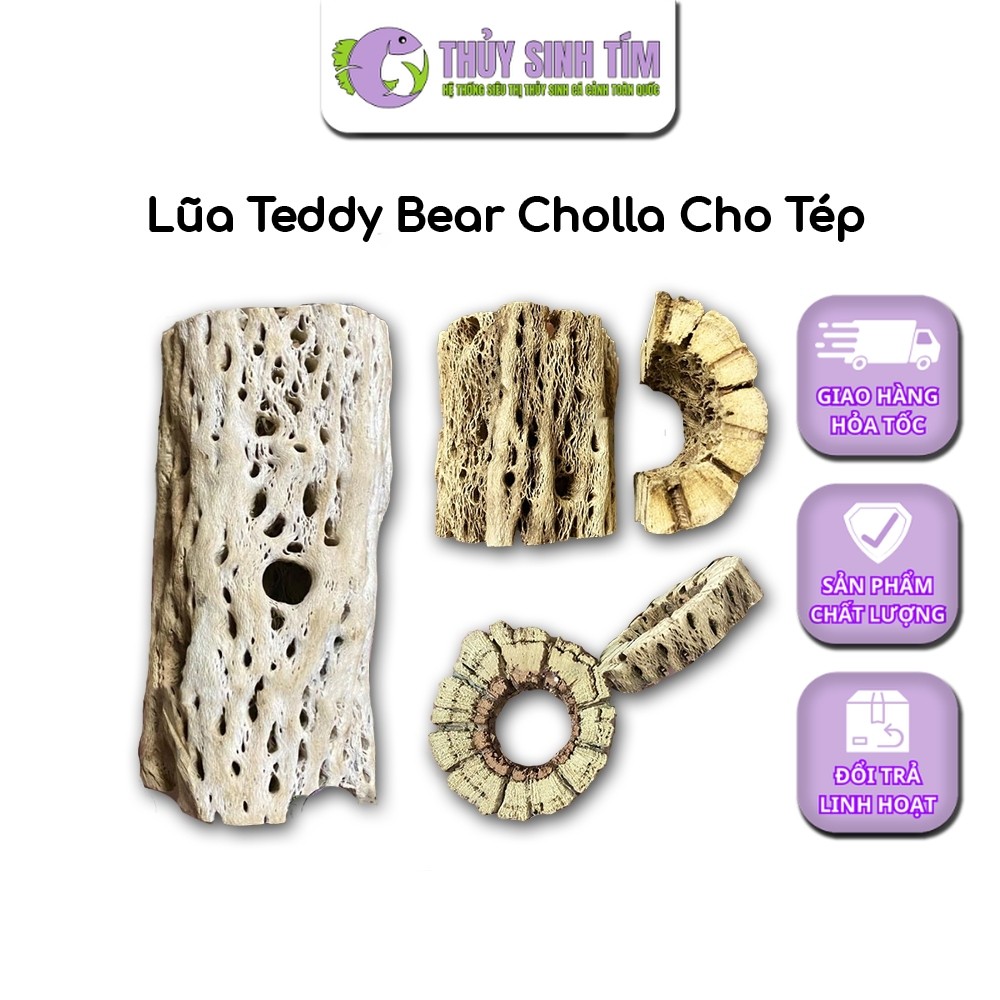 Lũa Teddy Bear Cholla Cho Tép Cảnh (Cắt Khúc)
