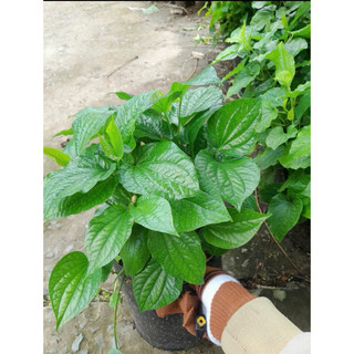 🍀🍀🍀 Chậu nhựa lá lốt - chậu lớn nhiều câyy siêu xinh