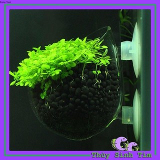 Cốc Thủy Tinh Trồng Cây Thủy Sinh