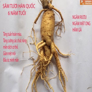  1 Củ Lớn Sâm Tươi Hàn Quốc 6 Năm Nhân Sâm Hàn Quốc có tác dụng chống mệt mỏi sâm tươi-PP Sâm Yến Thái An 