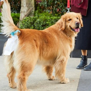 Lyndon Pet Pooper Scooper Carrier, Hộp đựng túi đựng rác thải cho chó rảnh tay tự động, Dụng cụ làm sạch rác sáng tạo Hộp đựng túi đựng phân chó di động cầm tay thu gom rác