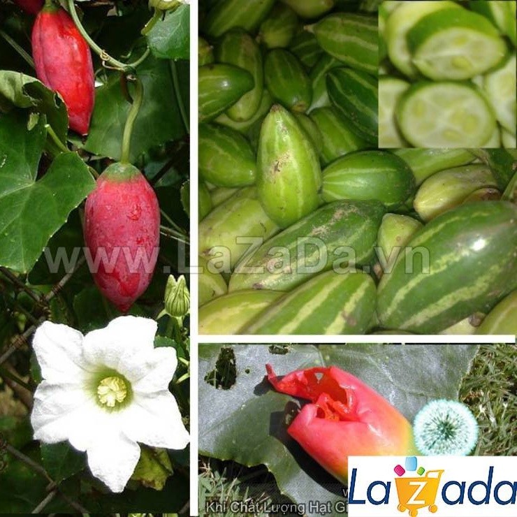 Mới- SỈ- Hạt Giống Cây Bình Bát Dây Dây Bát Mãng Bát (50Hạt) a8 LOẠI 01