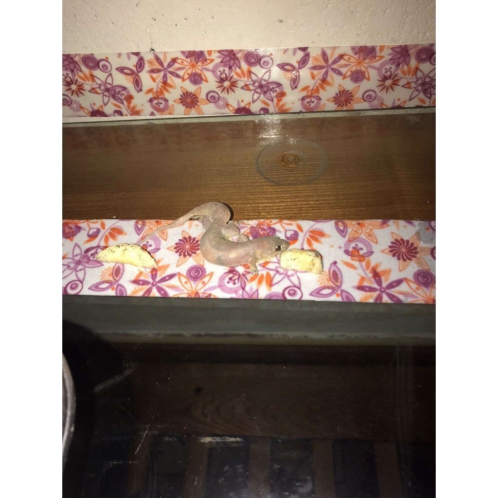 20 Keo Bắt Thằn Lằn Keo Bẫy Thạch Sùng Keo Dán Thằn Lằn Keo Bẫy Thằn Lằn Keo Diệt Thằn Lằn Bắt Tắc K