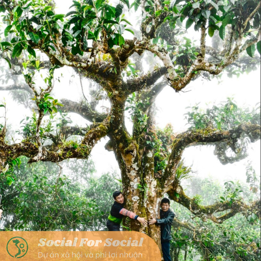 Bánh trà sống 2023 Shan Tuyết Cổ Thụ - Bánh tròn 100g