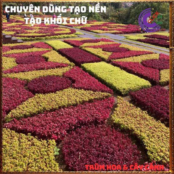 CHẬU CÂY KỶ ĐỎ DỀN ĐỎ CHUYÊN TRỒNG NỀN PHỐI CẢNH TẠO KHỐI CHỮ️💄Siêu thị KM