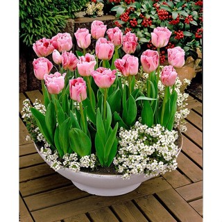 CỦ HOA TULIP HÀ LAN SIZE TO 6-7 CM NHIỀU MÀU (RA HOA SAU 20-25 NGÀY)- CỦ TULIP TRỒNG ĐẤT VÀ CÓ MẦM SẴN