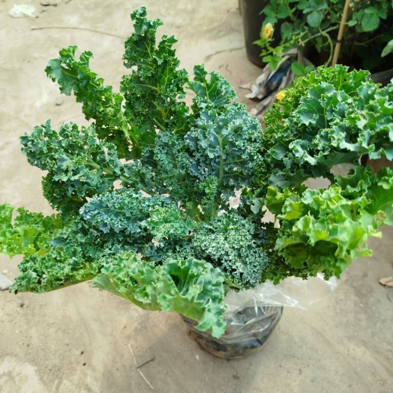Cải Xoăn KaLe