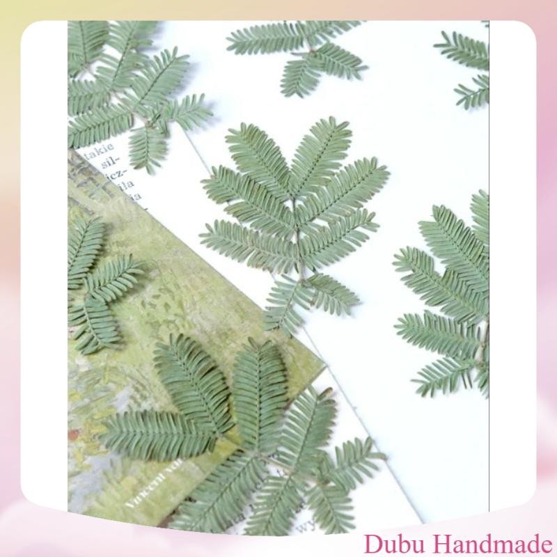 Set 3 lá mimosa ép khô handmade làm nến, journal, DIY (Presed flower, dried flowers)