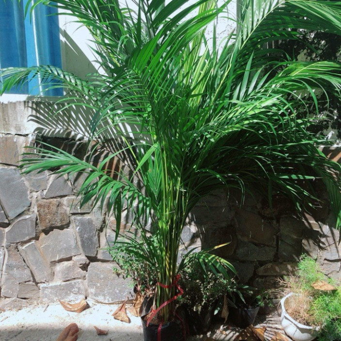 (HỏaTốc) Cây Cau Kiểng Cao 1m3-1m6