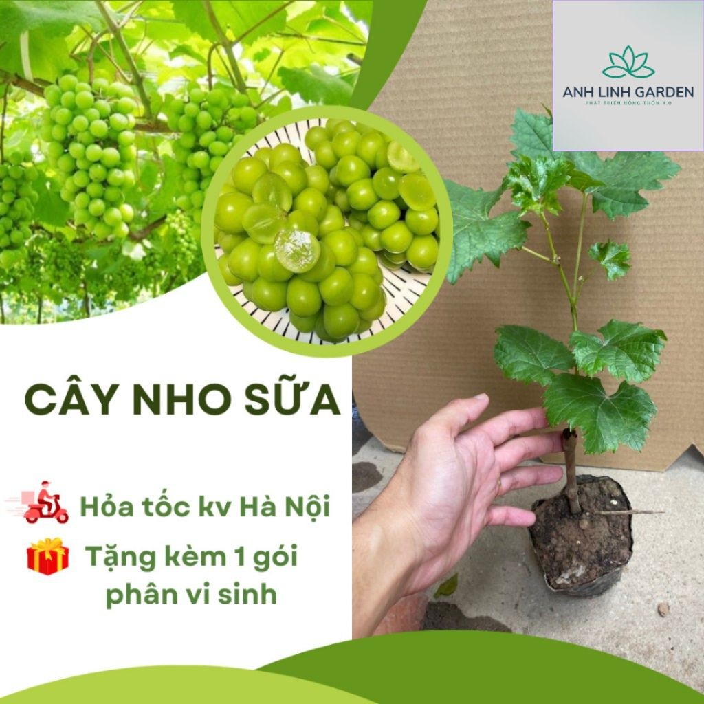 Cây nho mẫu đơn/ Nho sữa không hạt