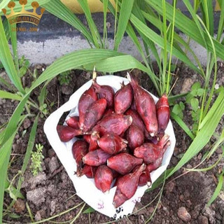 Sâm Đại Hành (50Củ Giống) sp5