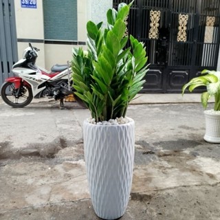 Chậu Cây Kim Tiền ( kim phát tài ) cao 1m