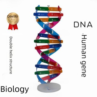 Mô hình học tập chuỗi DNA 3D ADN của Gen người