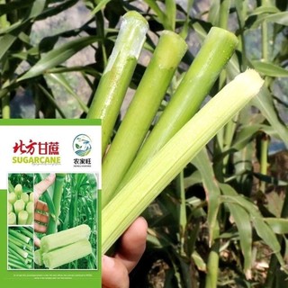Hạt giống cao lương ngọt (mía cao lương) mềm ngọt