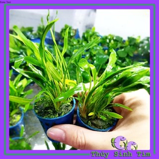 Tiêu Thảo Mũi Tên ( CÂY THỦY SINH )