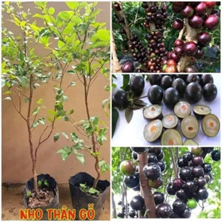 Cây giống nho thân gỗ tứ quý siêu trái( CÂY GỬI NHƯ HÌNH ĐẦU)