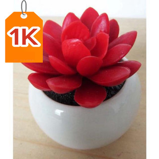 Sale 100 hạt giống sen đá kim cương - sen đá minh sang